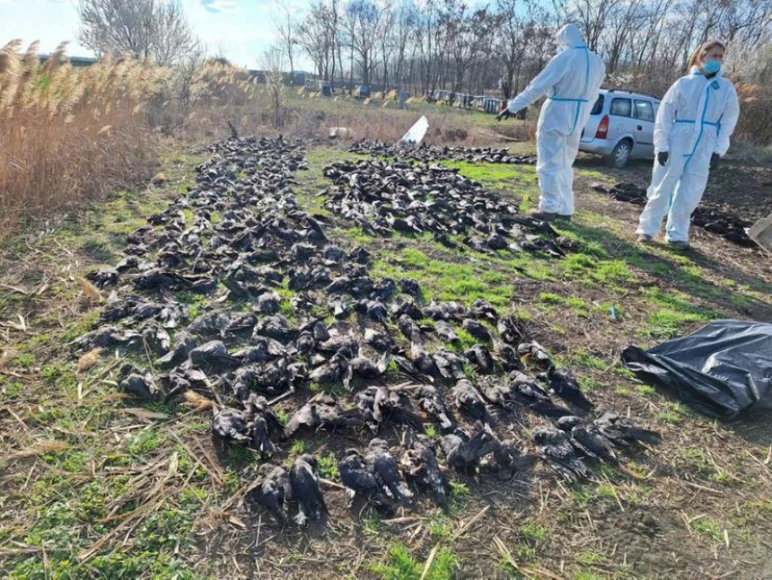 Пронађено више од 800 мртвих птица у селу код Кикинде