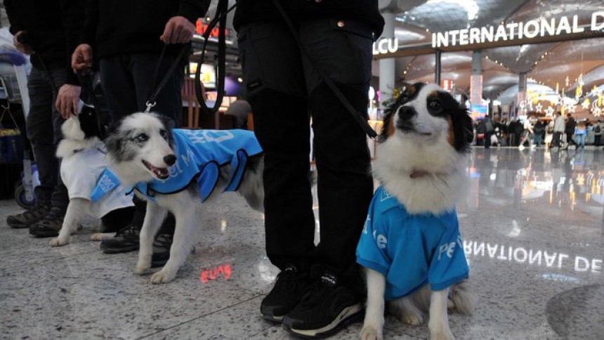 Пси умјесто бенседина на аеродрому у Истанбулу