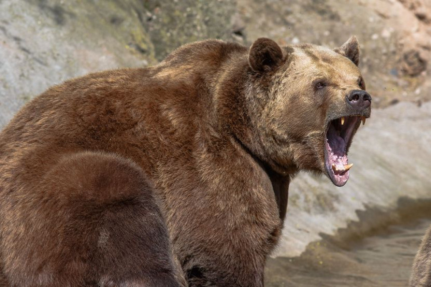 Словачка: Двоје повријеђених у нападу медвједа
