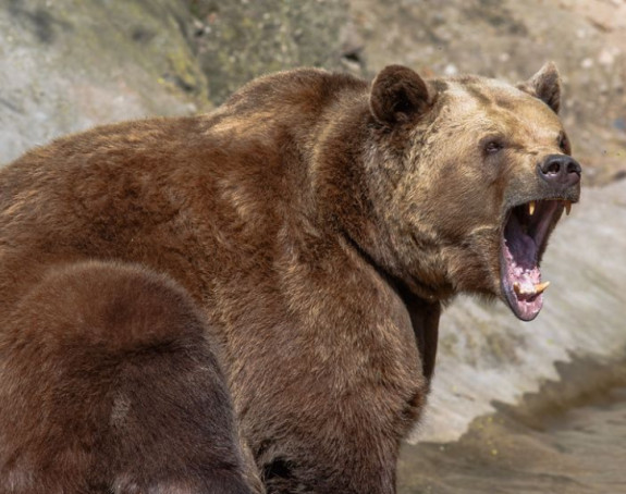 Словачка: Двоје повријеђених у нападу медвједа