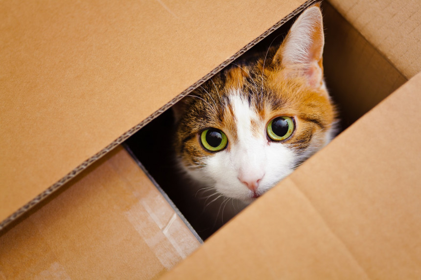 Mačka preživela u zatvorenom paketu 6 dana