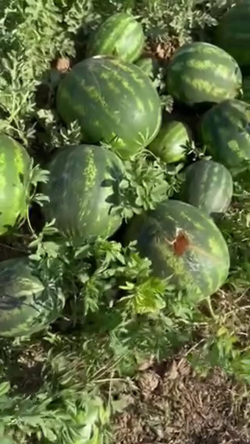 Kako su vrane "obrale" dva hektara lubenice (VIDEO)