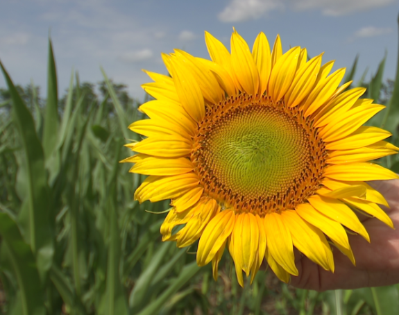 Danas sunčano i toplo vrijeme, bez tropskih vrelina