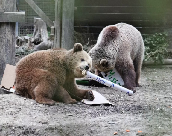 Medvjed napao stado ovaca, ali se njima nije nadao (VIDEO)