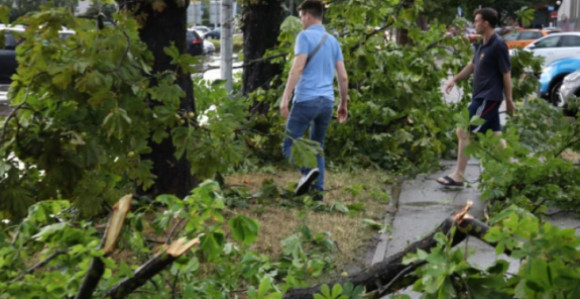 Novi Sad: Stablo palo na dijete i ženu tokom nevremena