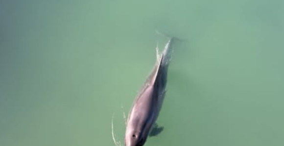 Zalutao u slatku vodu: Delfin snimljen u rijeci u Hrvatskoj