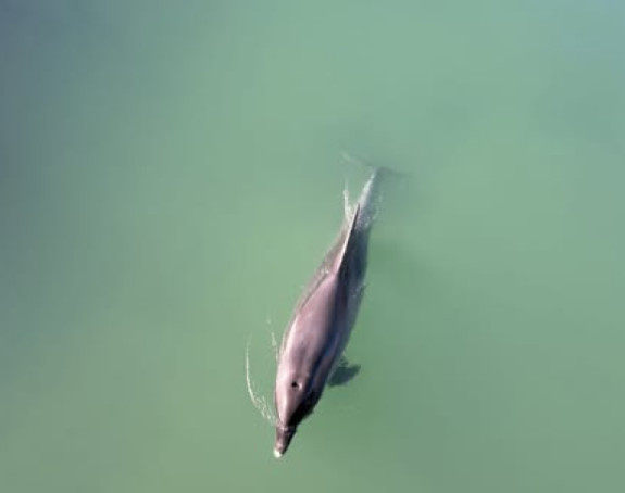 Zalutao u slatku vodu: Delfin snimljen u rijeci u Hrvatskoj