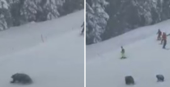 Медвједи напали скијаше на стази у Америци (ВИДЕО)