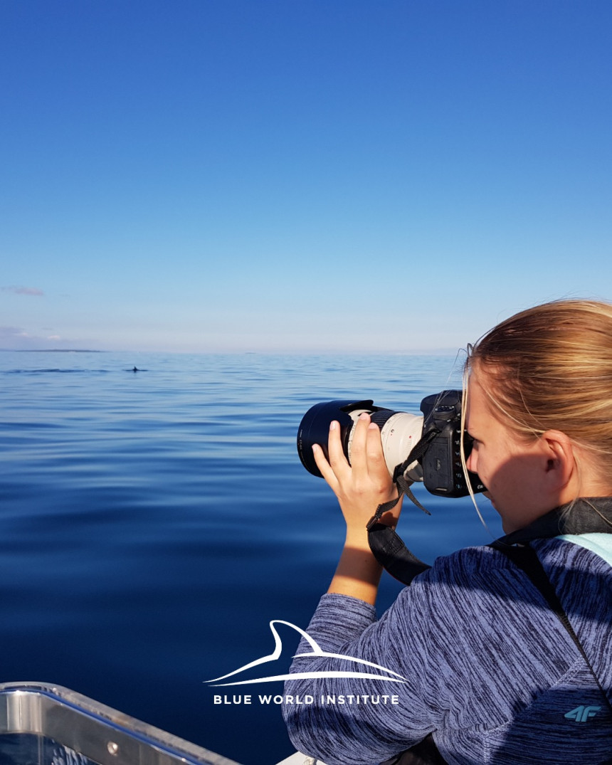 Опасност? Џиновски морски пас виђен у Јадрану