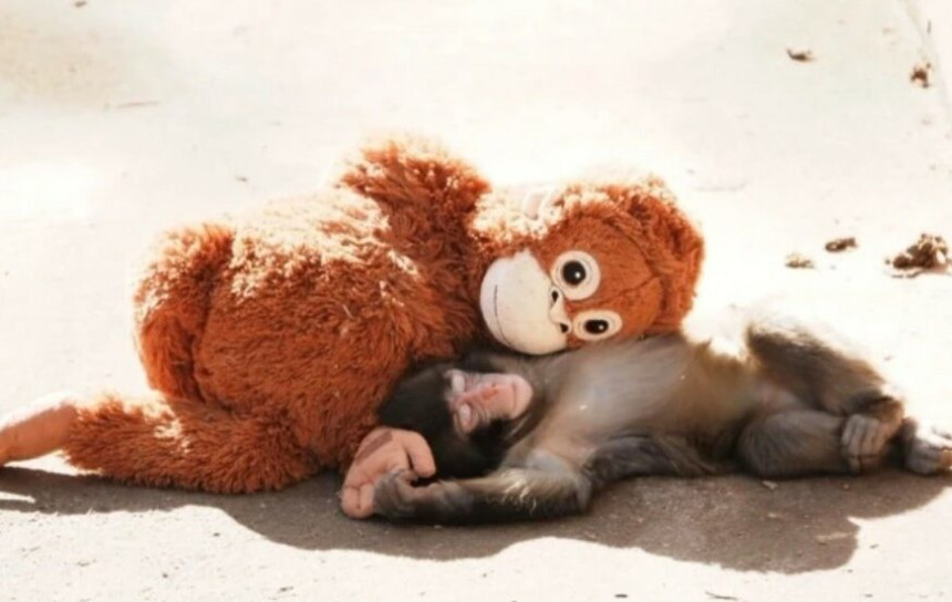 Коначно је добио свој први загрљај - мајмунче Пунч