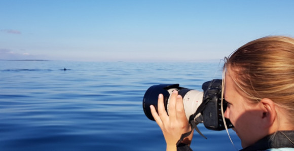 Опасност: Џиновски морски пас виђен у Јадрану