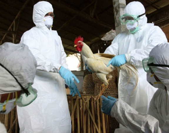 Na farmi u Republici Srpskoj potvrđen ptičiji grip