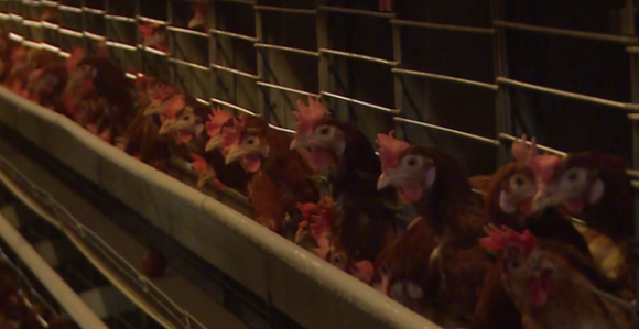 Petrovo: Eutanazirano 62.000 peradi zbog ptičijeg gripa