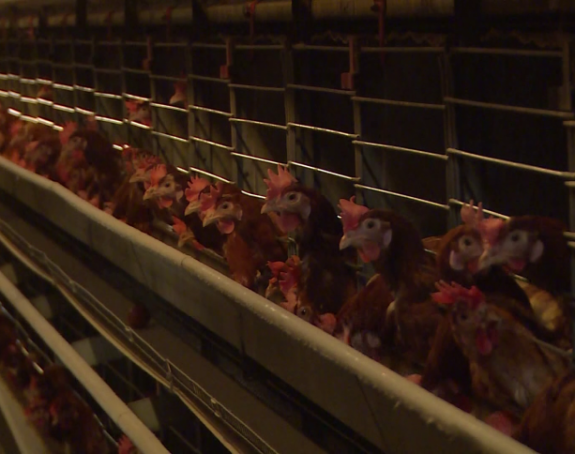 Petrovo: Eutanazirano 62.000 peradi zbog ptičijeg gripa