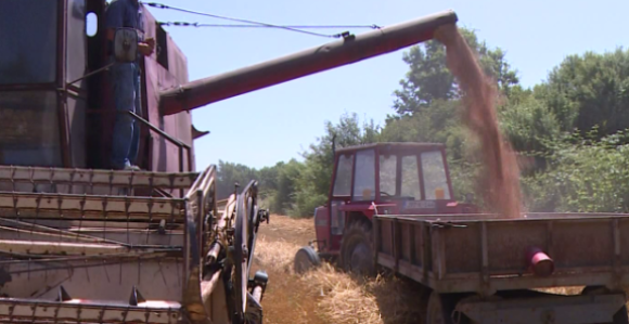 Нови пораст цијена хране због скупље пшенице и биљних уља