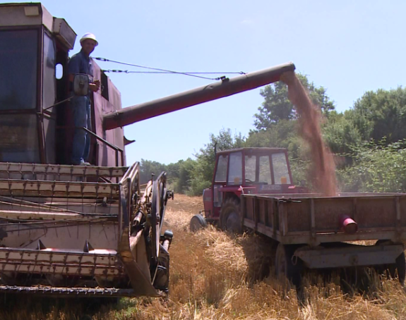 Novi porast cijena hrane zbog skuplje pšenice i biljnih ulja