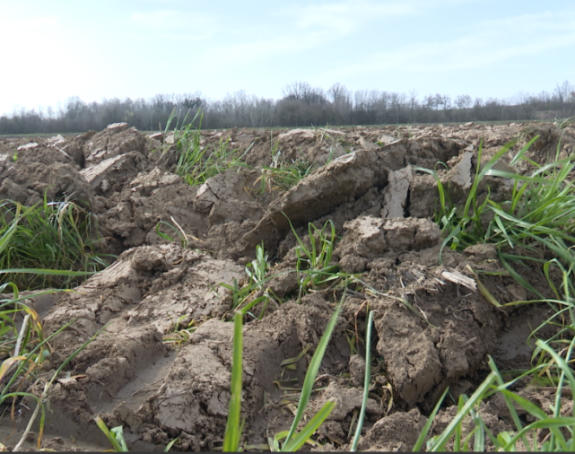 Poljoprivrednici Semberije ogorčeni: Gdje su zalihe?
