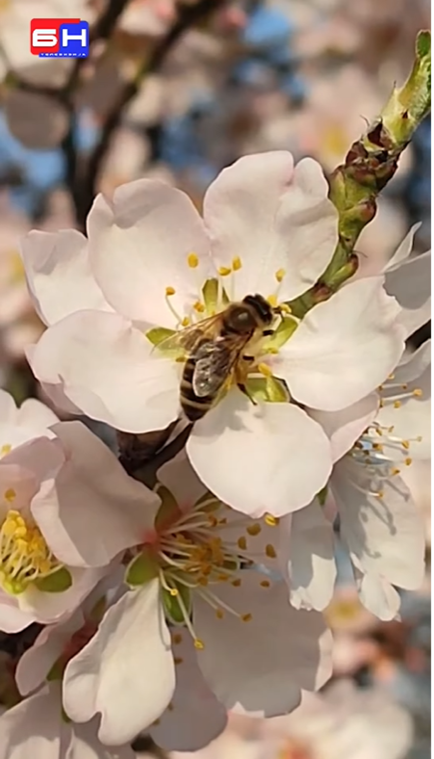 Прољеће куца на врата: У Бијељини процвјетао бадем
