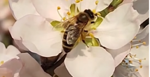 Proljeće kuca na vrata: U Bijeljini procvjetao badem