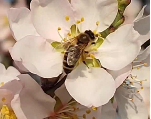 Proljeće kuca na vrata: U Bijeljini procvjetao badem