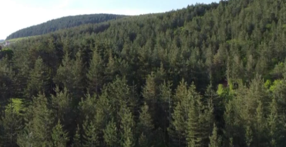 Vlada Srpske primorana da radi novi Zakon o šumama