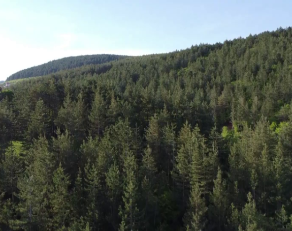 Vlada Srpske primorana da radi novi Zakon o šumama