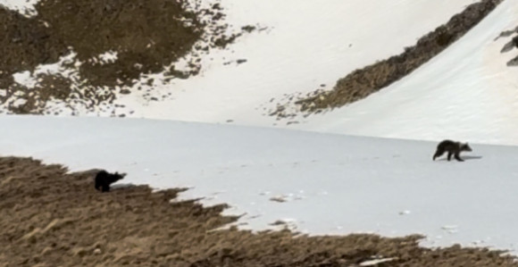 Mali medvjedići snimljeni na Crvnju kod Nevesinja