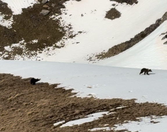 Mali medvjedi snimljeni na Crvnju kod Nevesinja