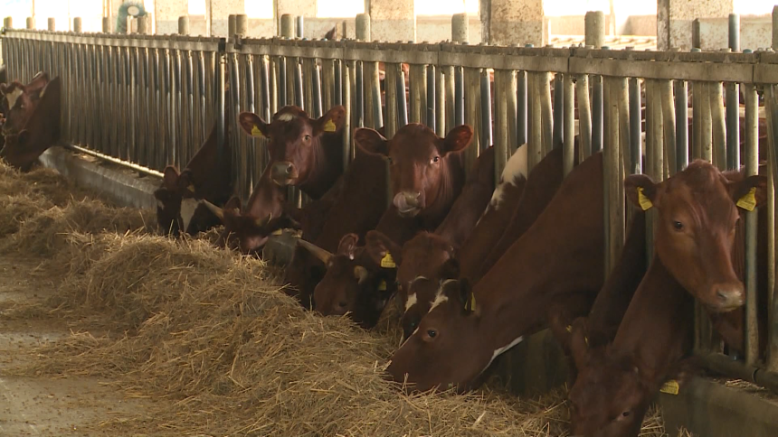 Смањена откупна цијена, смањена и количина откупа