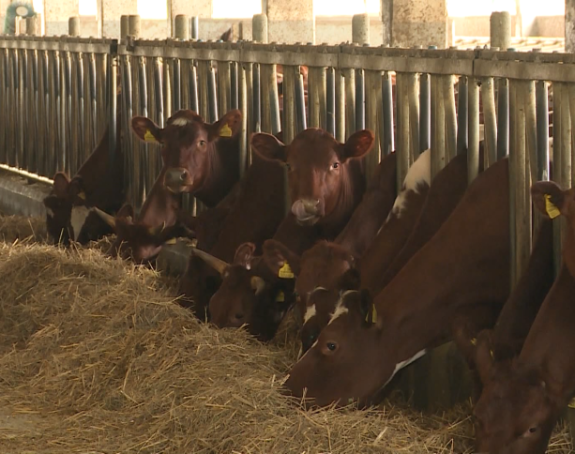 Smanjena otkupna cijena, smanjena i količina otkupa