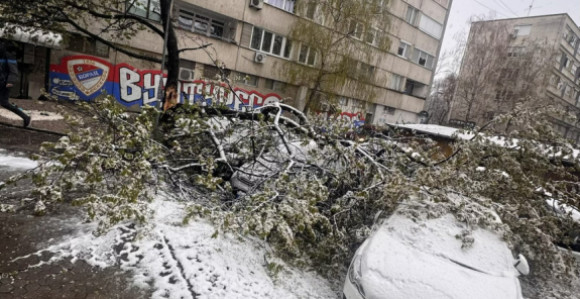 У Бањалуци пало дрво на паркиране аутомобиле (ФОТО)