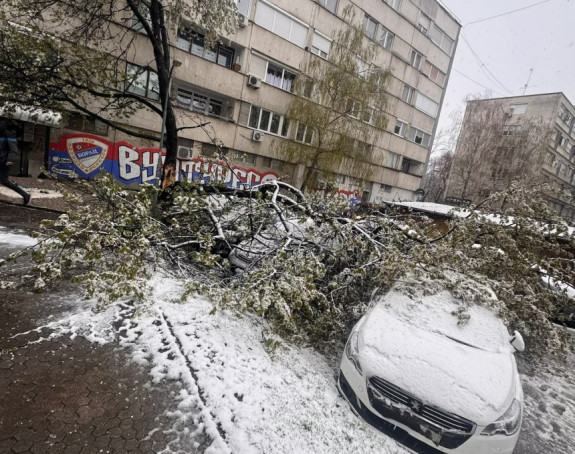 U Banjaluci palo drvo na parkirane automobile (FOTO)