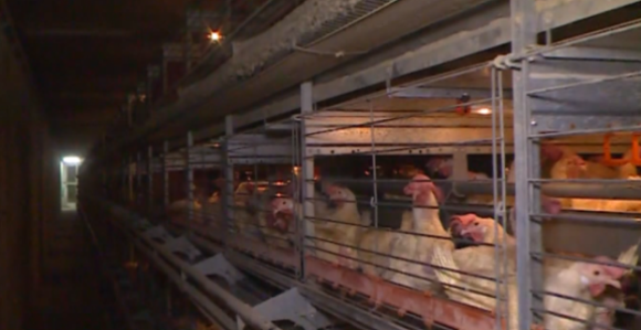 Zabrana izvoza pilećeg mesa, izvoz jaja bilježi rast