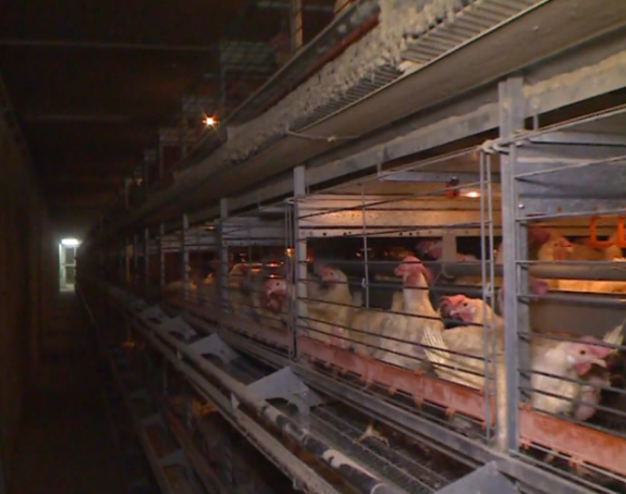 Zabrana izvoza pilećeg mesa, izvoz jaja bilježi rast