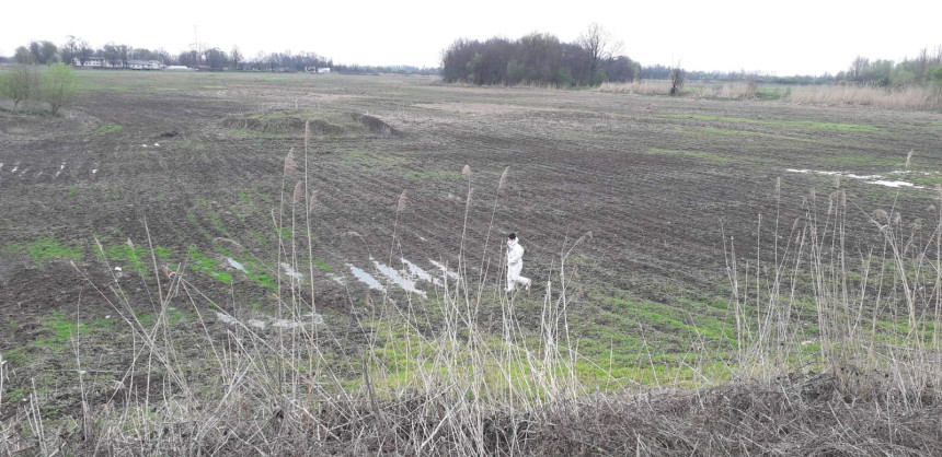 Еколошки аларм на Бардачи: Пронађени угинули лабудови