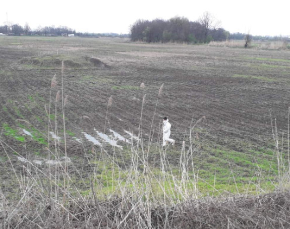 Ekološki alarm na Bardači: Pronađeni uginuli labudovi