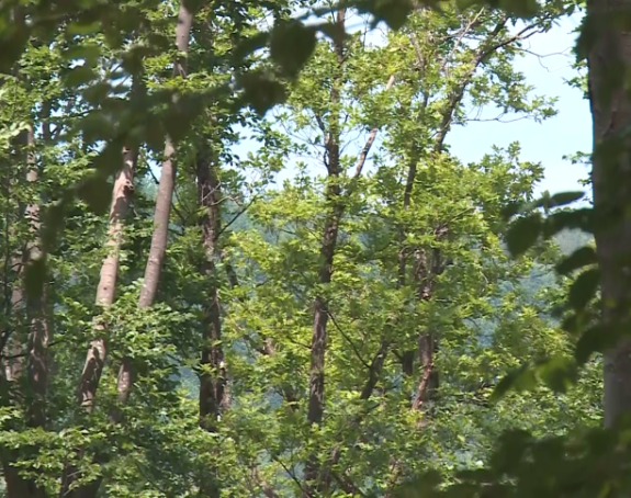 Ekokriminal kao najbrži put do pranja novca kroz nekretnine