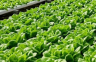 Револуција у Кини: На само 100 квадрата расте 50 тона салате