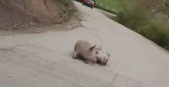 Na putu Foča - Šćepan Polje oprasila se krmača