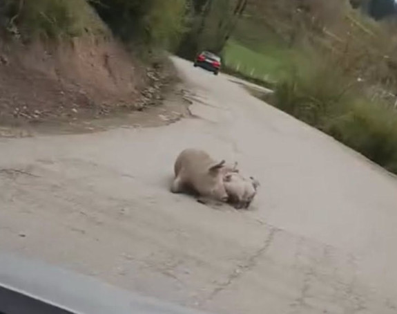 Na putu Foča - Šćepan Polje oprasila se krmača