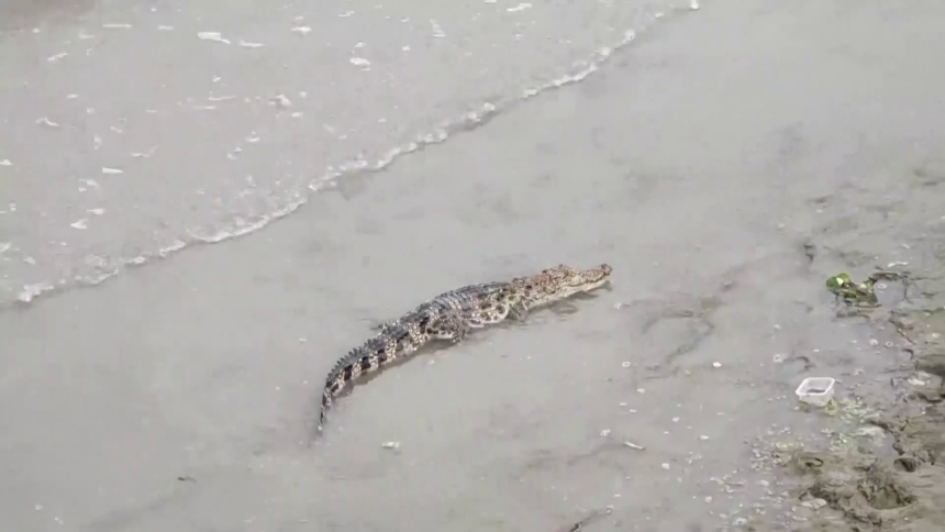 Krokodil ušetao u hotel i tražio hranu, pogledajte video