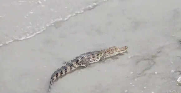 Крокодил ушетао у хотел и тражио храну, погледајте видео
