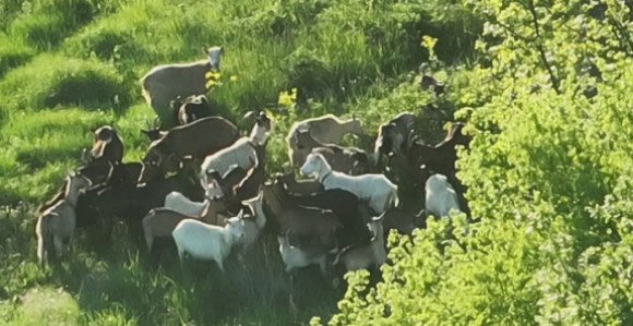 Изгубио стадо коза па звао ГСС, пронађено је дроном