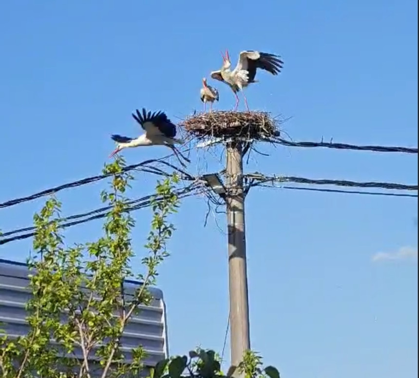 Bijeljina: Kad se rode bore za "krov nad glavom" (VIDEO)