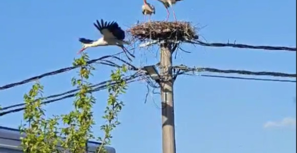 Bijeljina: Kad se rode bore za "krov nad glavom" (VIDEO)