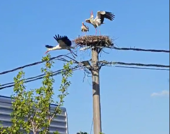 Bijeljina: Kad se rode bore za "krov nad glavom" (VIDEO)