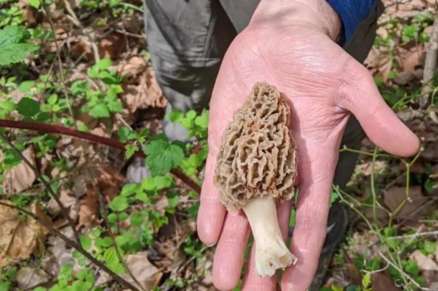 Sezona šumskog mesa: Ovo je gljiva koja se prodaje za 30 KM