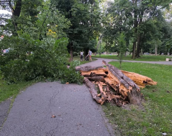 Palo drvo u gradskom parku u Bijeljini, pogledajte fotografiju