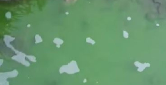 Zelena tekućina izlila se u rijeku Bosna (VIDEO)