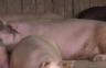 Novi slučajevi afričke kuge svinja upalili alarm među farmerima